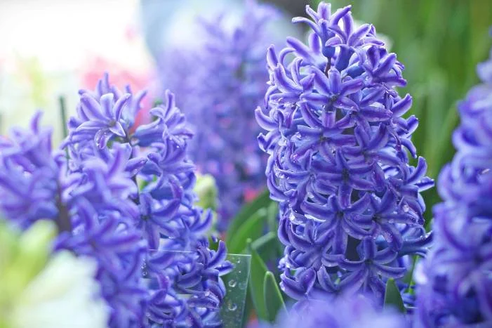 Lila Hyazinthenblüten